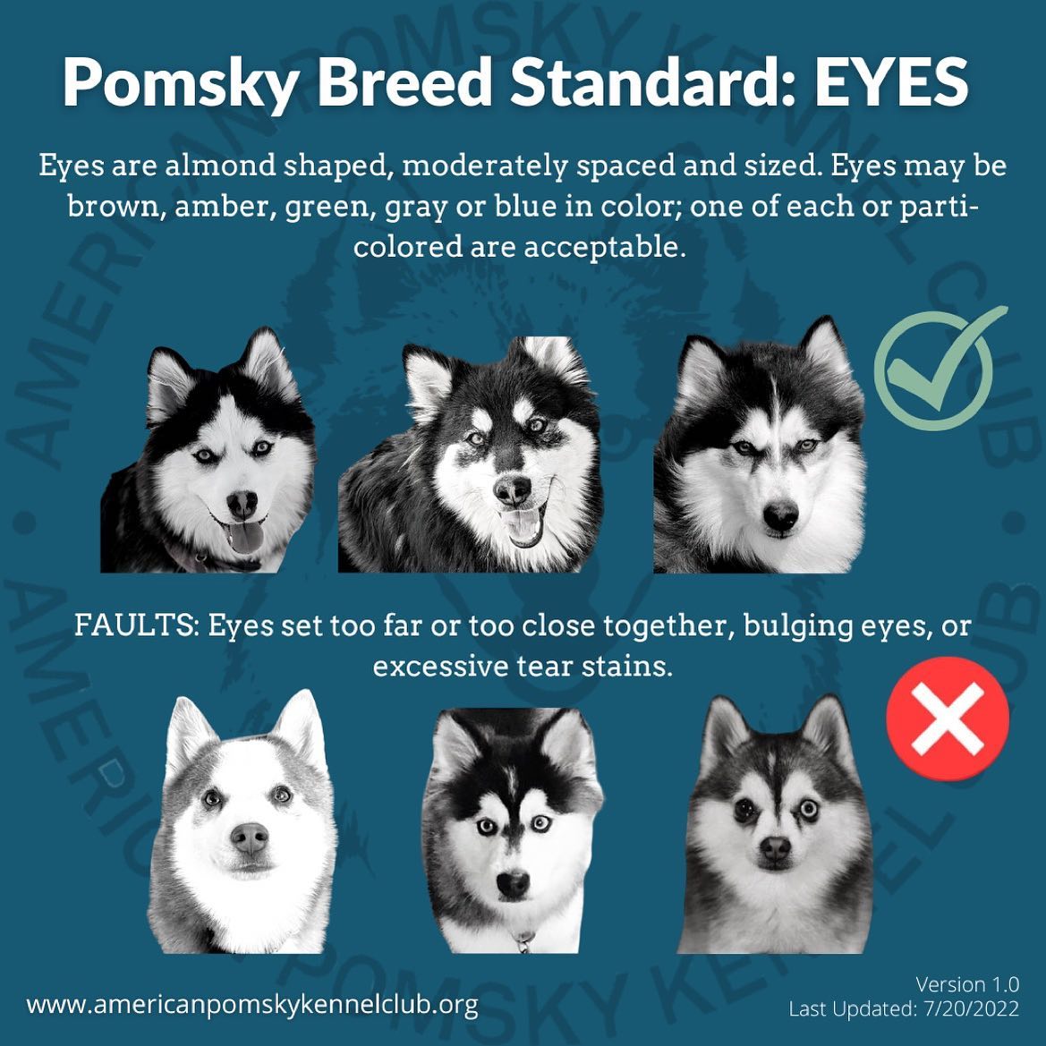 Yeux du Pomsky
