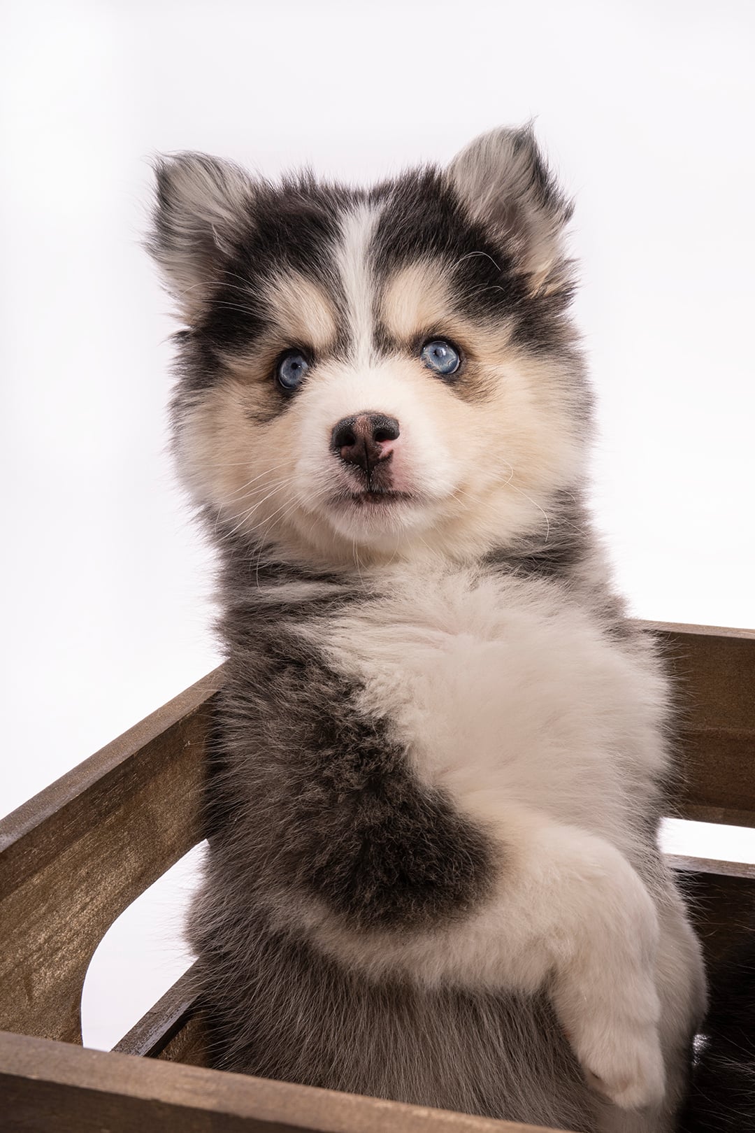 Photo Pomsky