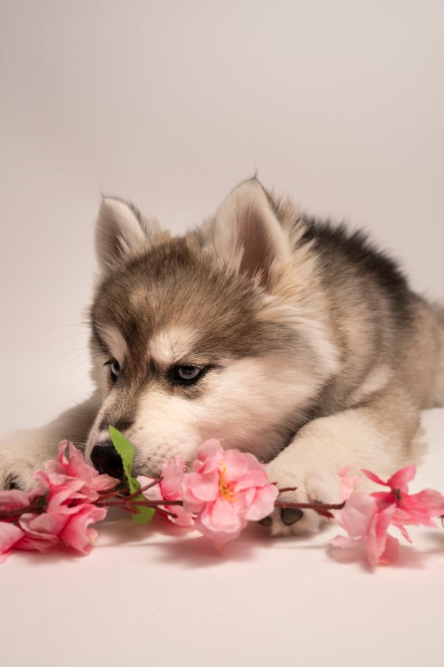 Pomsky doux