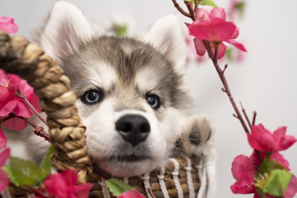 Pomsky