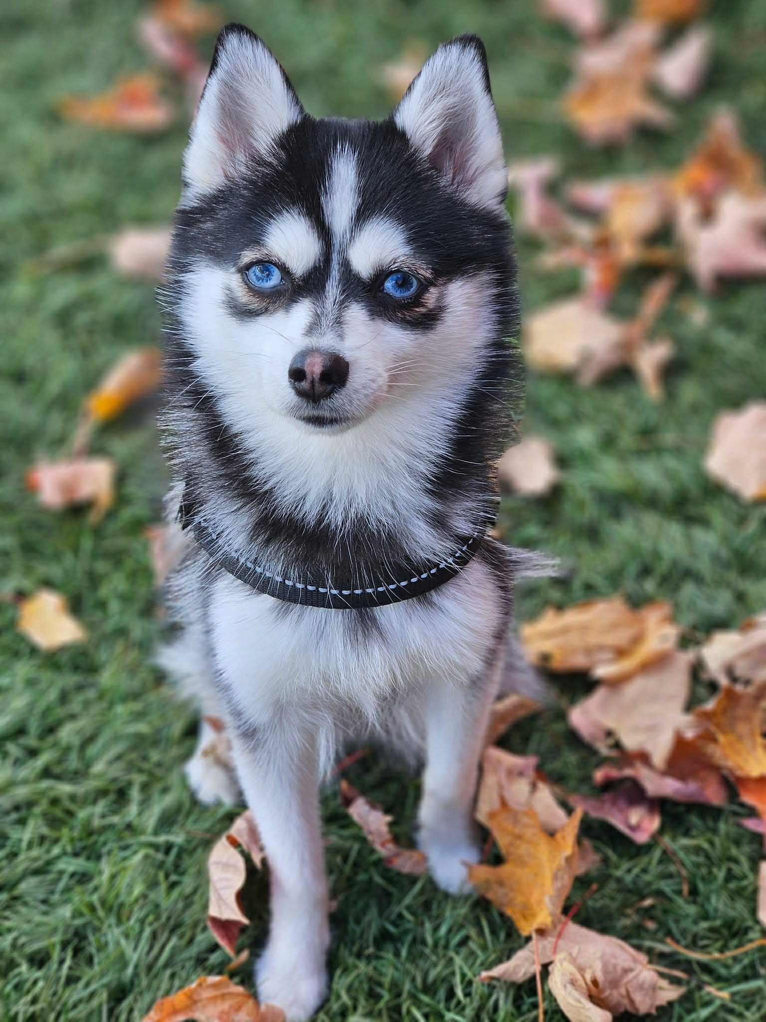 Photo Pomsky