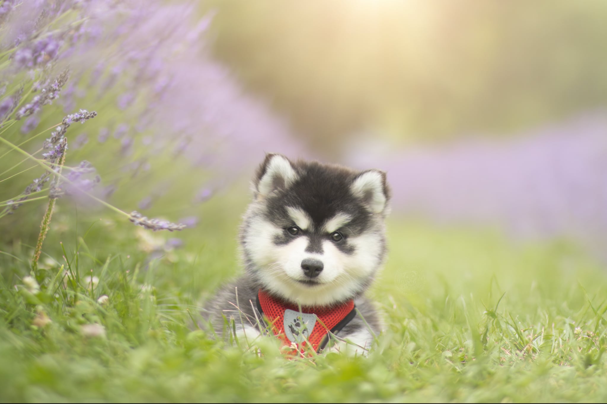 Photo Pomsky