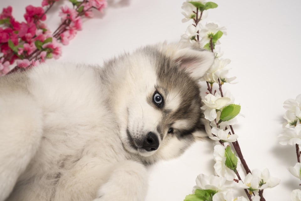 Photo Pomsky