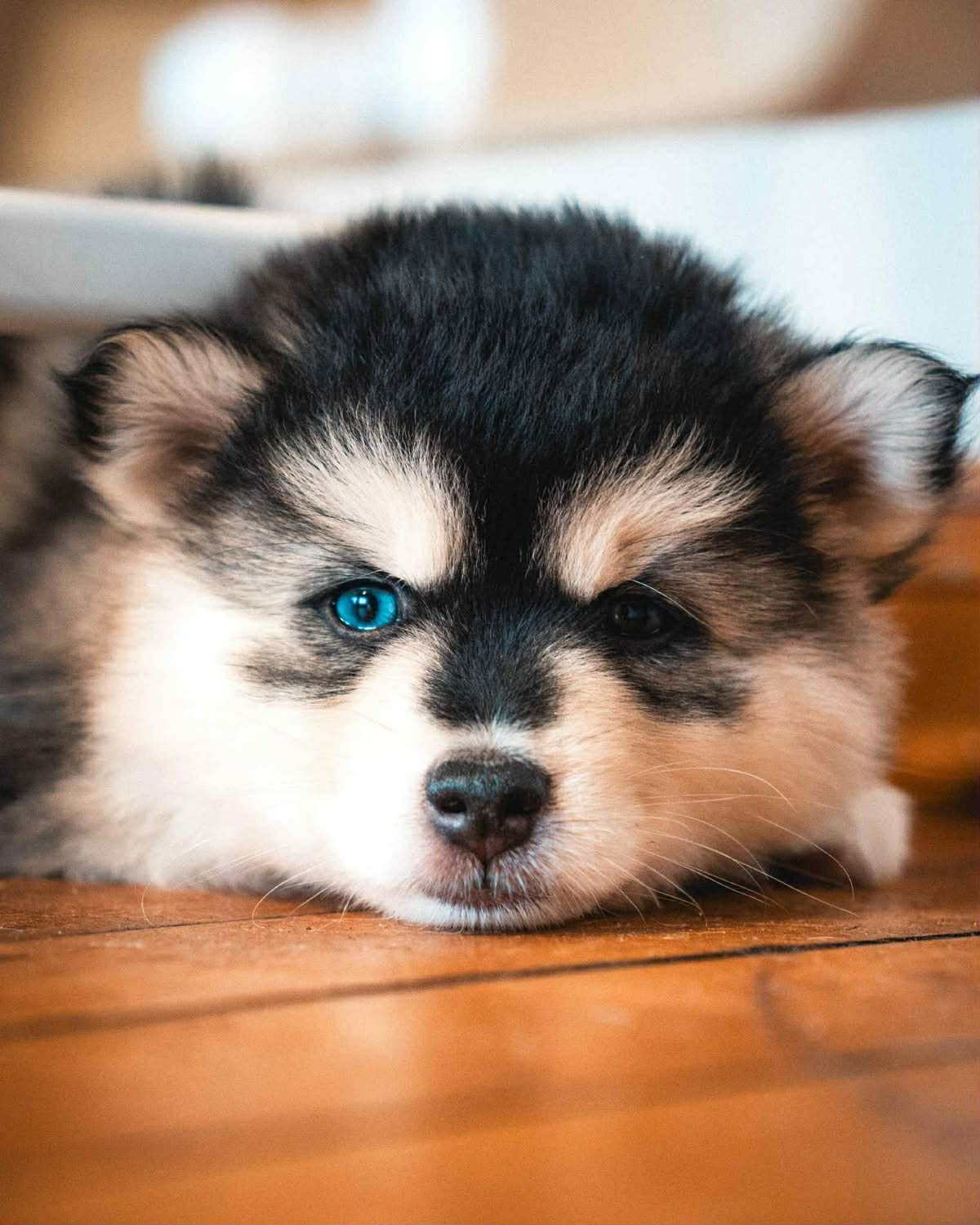 Photo Pomsky