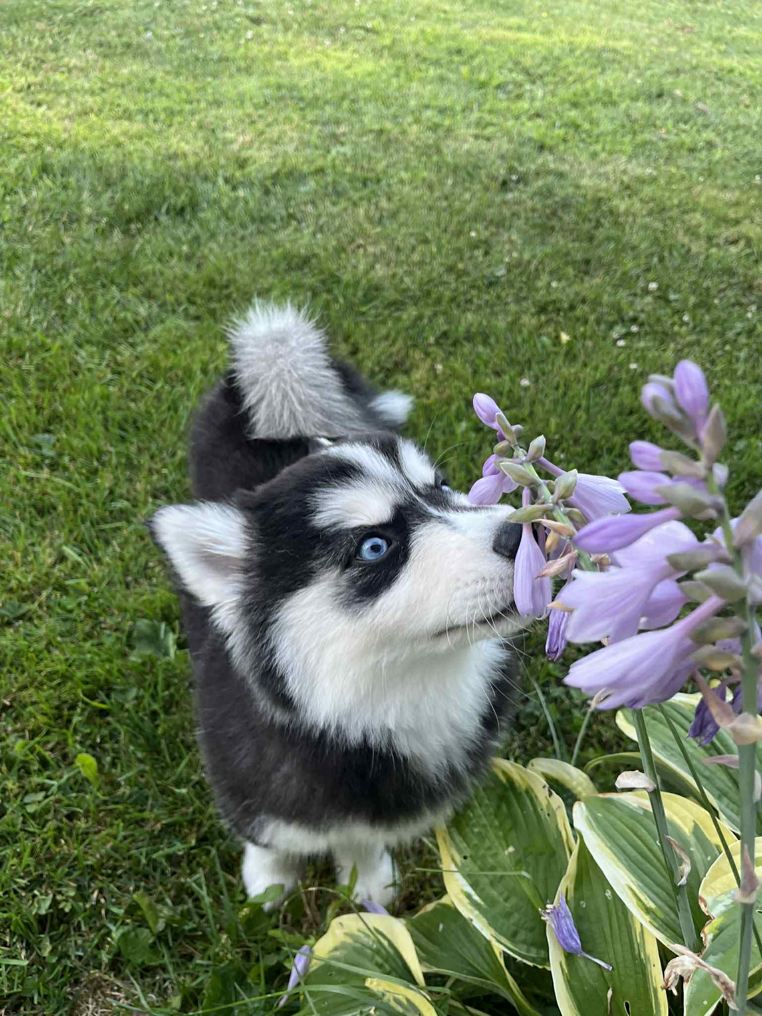 Photo Pomsky