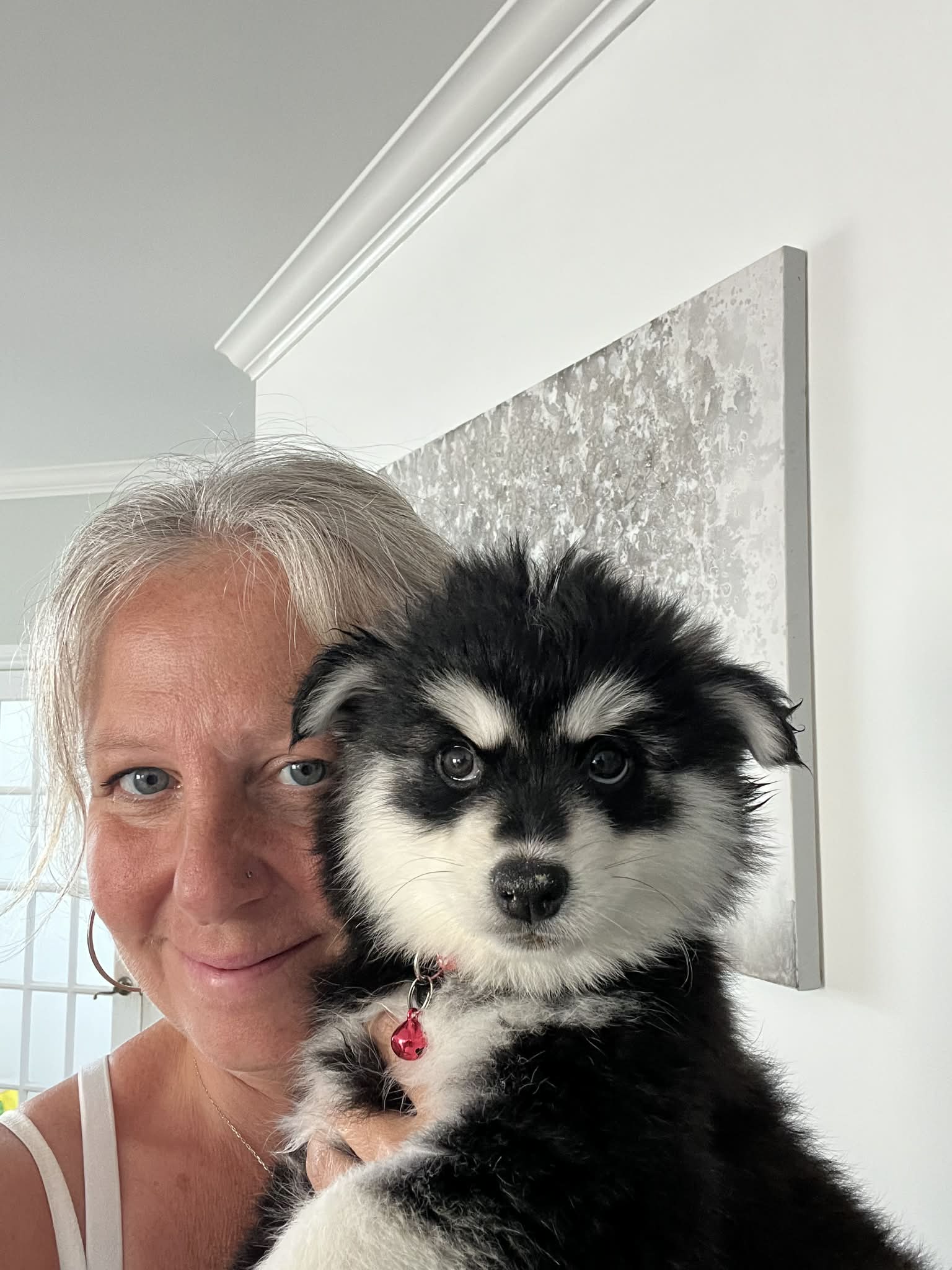 Pomsky