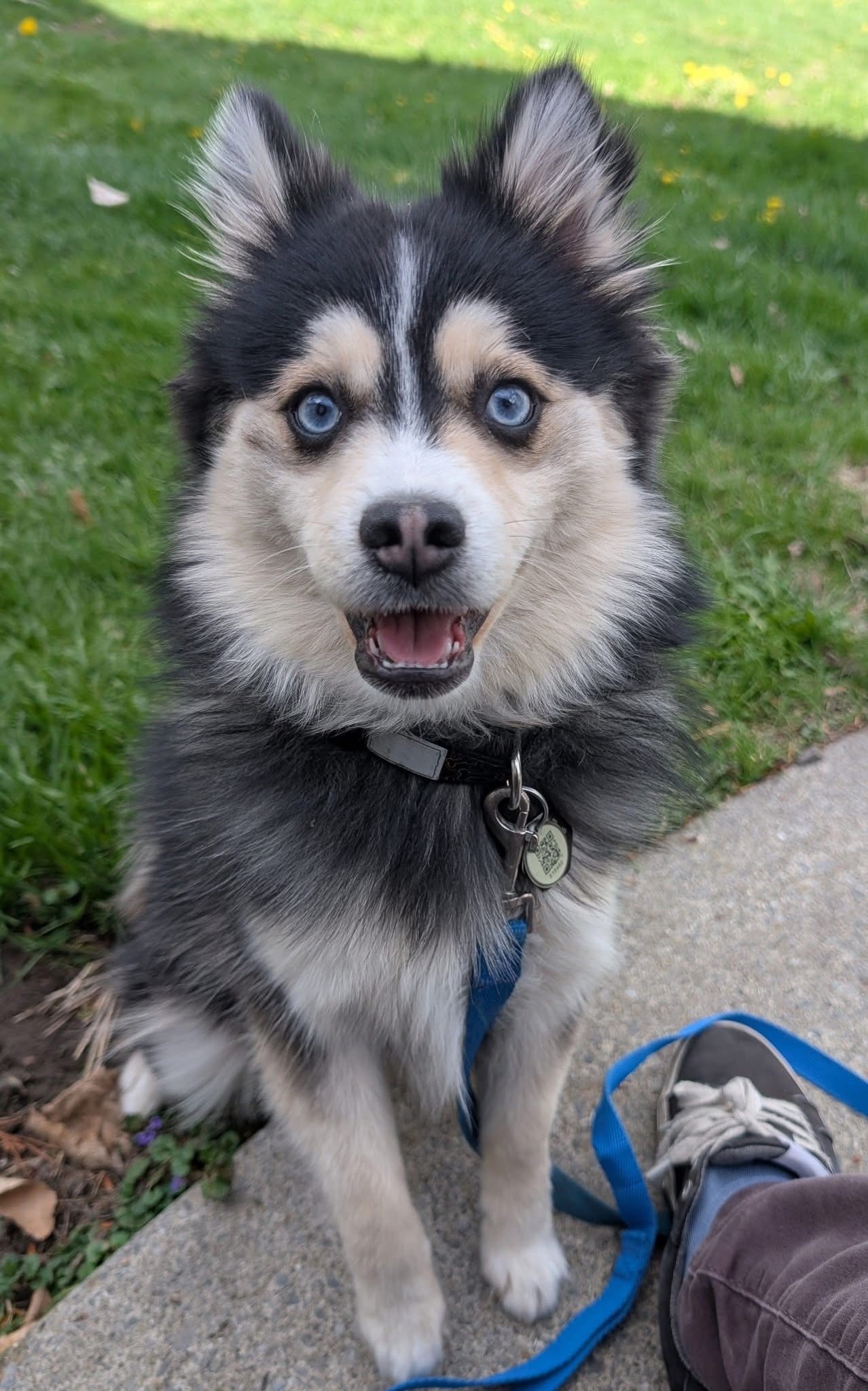 Photo de CHARLO (Merlin)