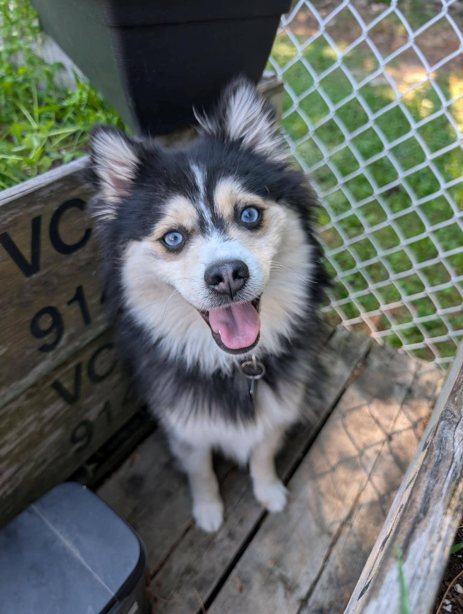 Photo de CHARLO (Merlin)