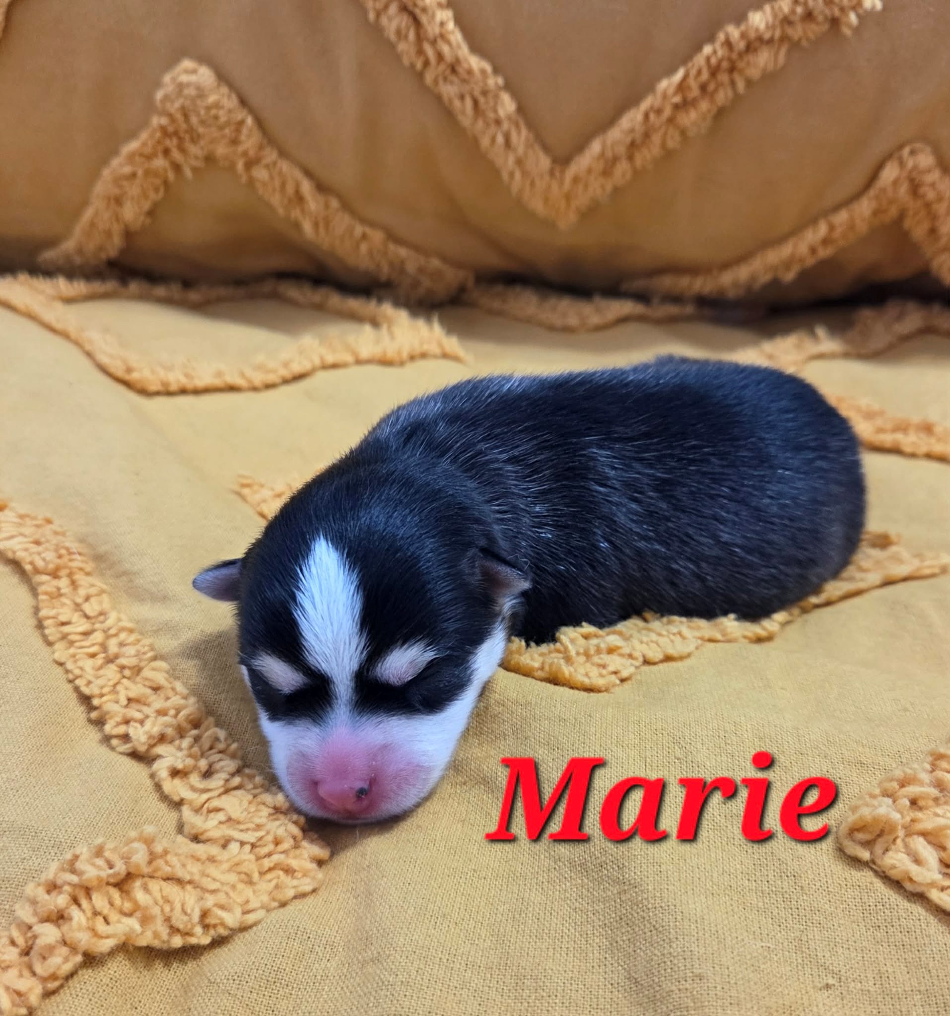 MARIE
